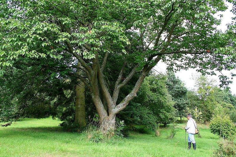 File:Prunus sargentii JPG1a.jpg