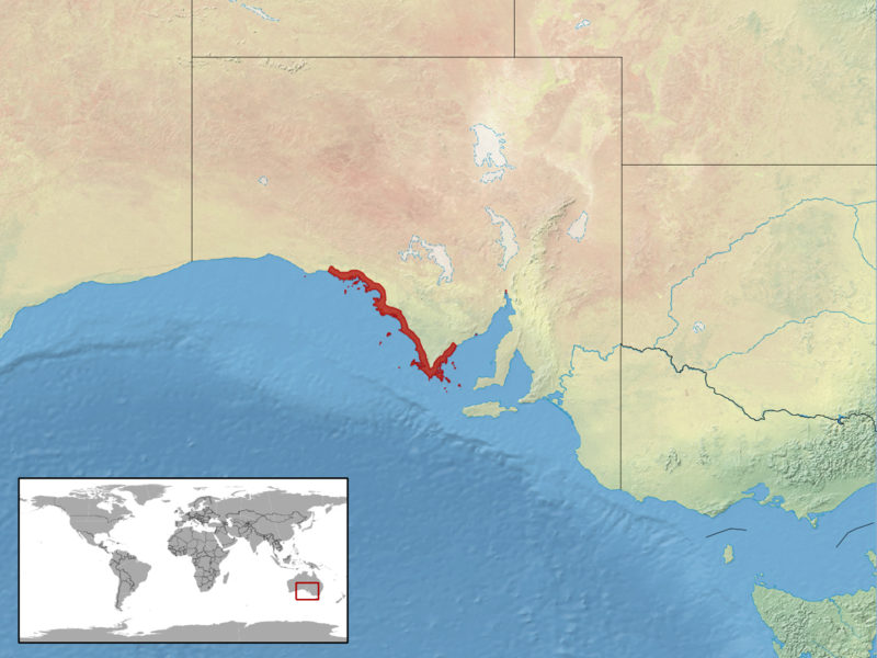 File:Pseudemoia baudini distribution.png