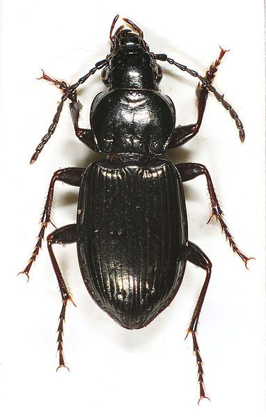 File:Pterostichus oblongopunctatus1.jpg