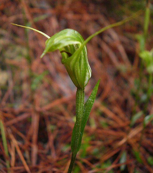 File:Pterostylis trullifolia 11.JPG