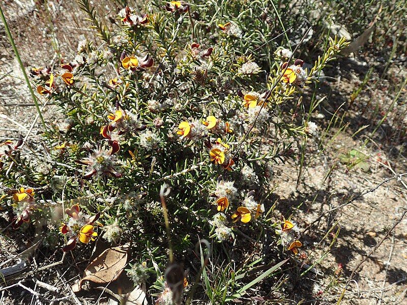 File:Pultenaea barbata habit.jpg