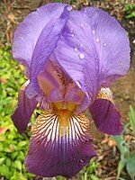 An iris germania blooming in my backyard