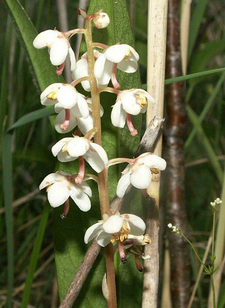 File:Pyrola rotundifolia LT.jpg