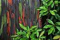 "Rainbow" Eucalyptus bark on the Hawaiian island of Maui