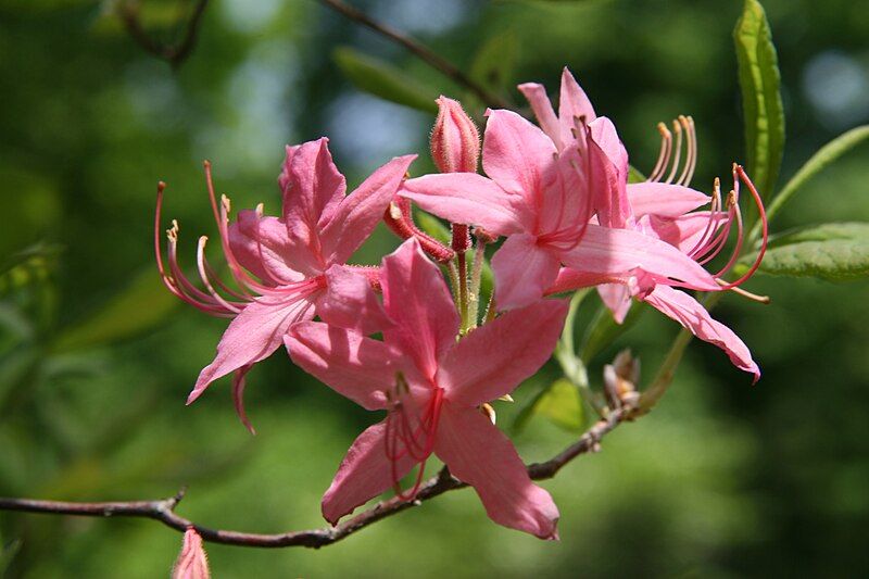 File:Rhododendron prinophyllum 0zz.jpg