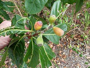 Ripening fruit