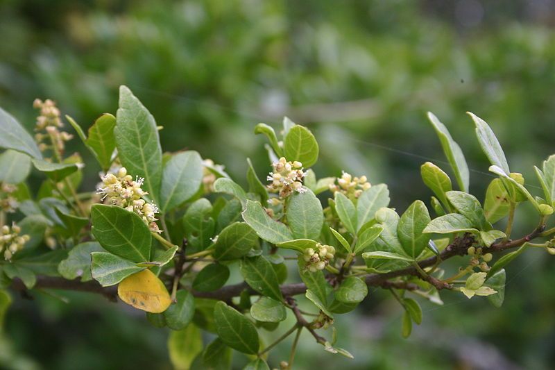 File:Rhus crenata00.jpg