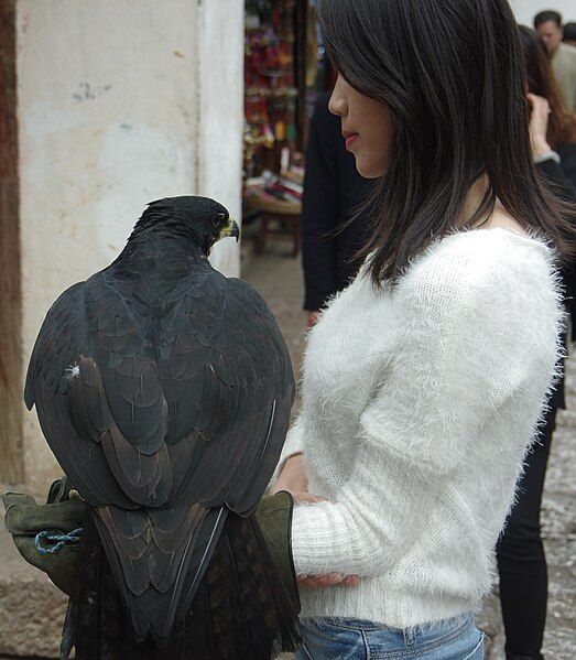 File:Rufous-bellied-hawk-eagle.JPG