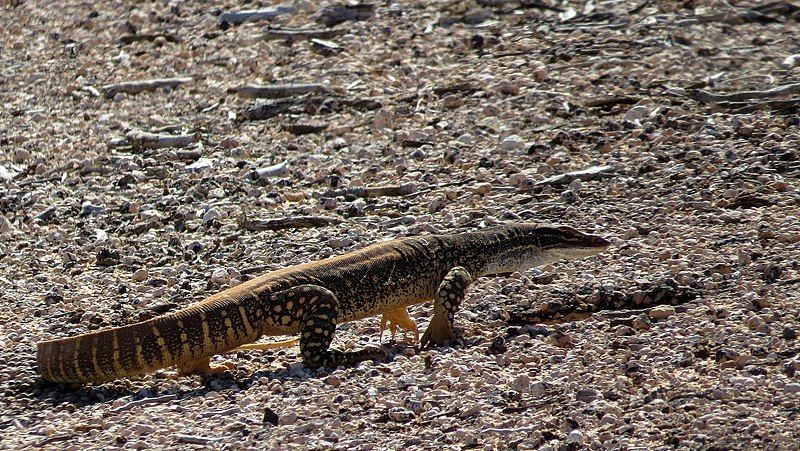 File:Sand Goanna (15302642673).jpg