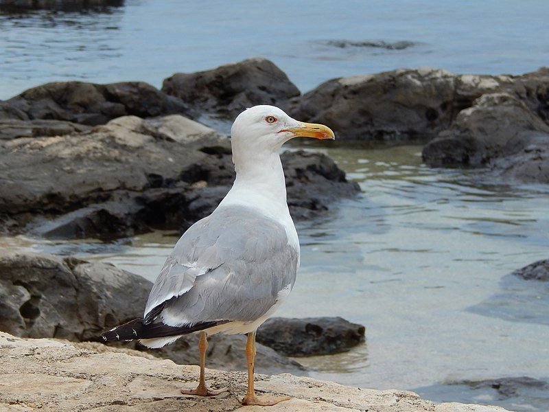 File:Seagull-croatia.jpg