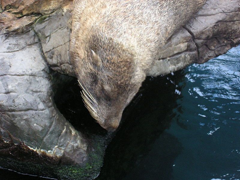 File:Seal Sunbathing.jpg