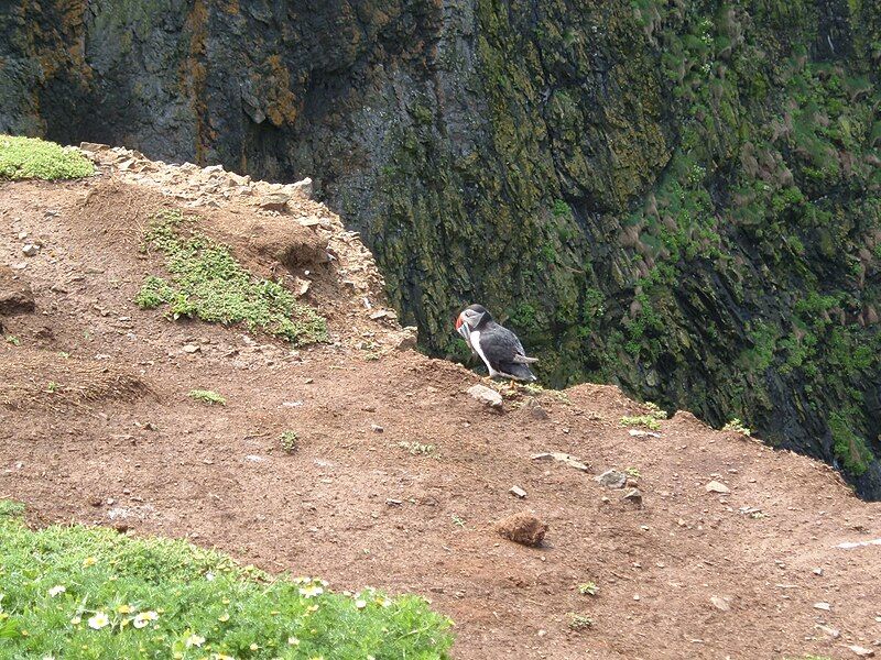 File:Skomer-WickPuffin.jpg