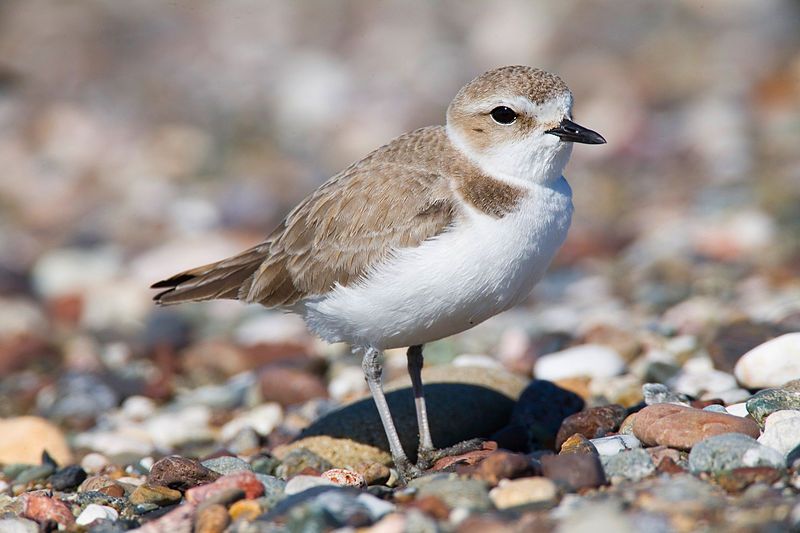 File:Snowy Plover edit.jpg