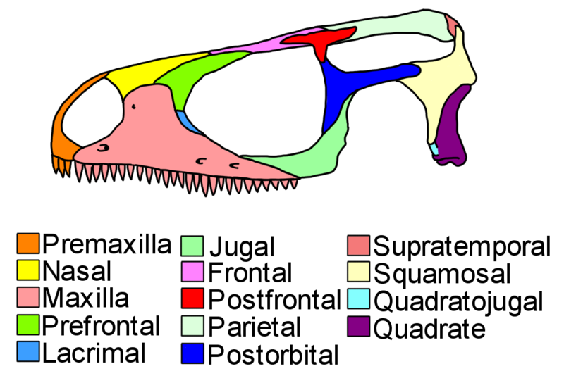 File:Sophineta cranium diagram.png