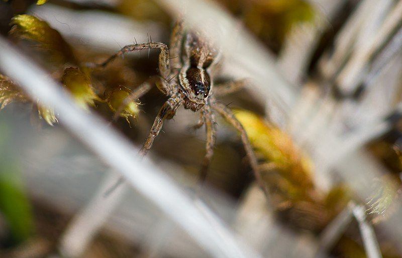 File:Spider (7980877735).jpg