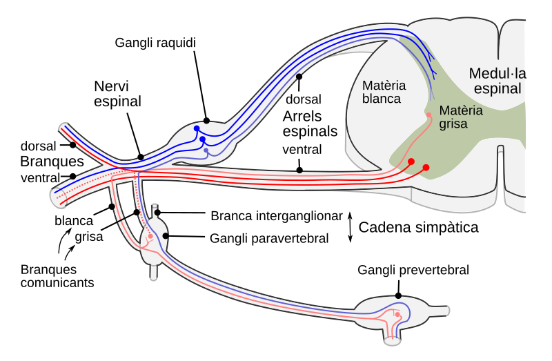 File:Spinal nerve CAT.svg