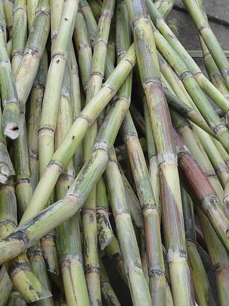 File:Sugar canes.JPG