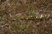 Growth habit in prairie