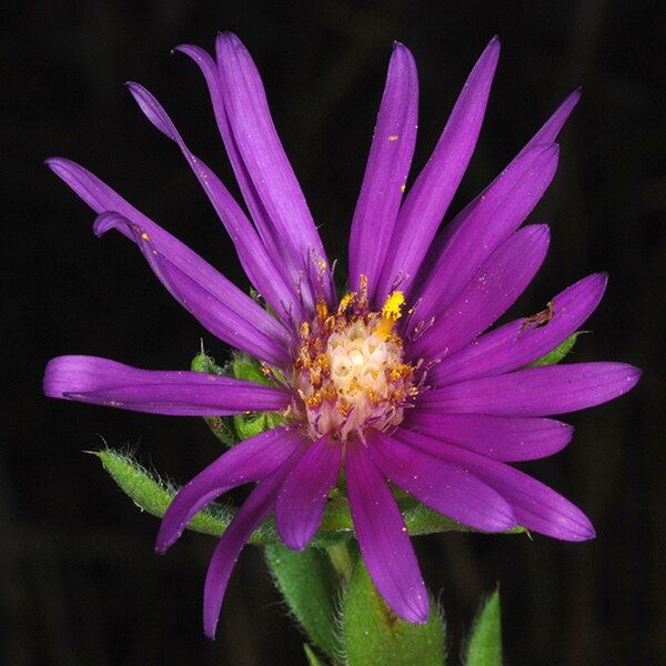 File:Symphyotrichum pratense 55250094.jpg