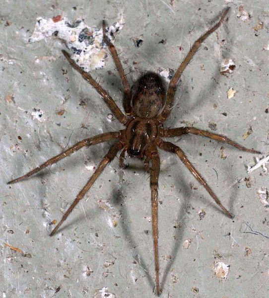 File:Tegenaria domestica-f.jpg