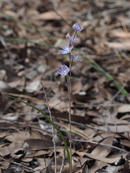 File:Thelymitra graminea habit.jpg