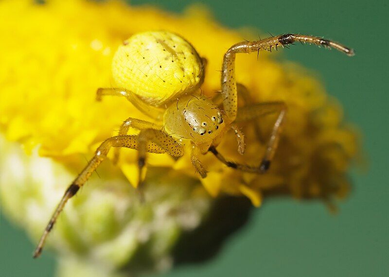 File:Thomisidae sp.jpg