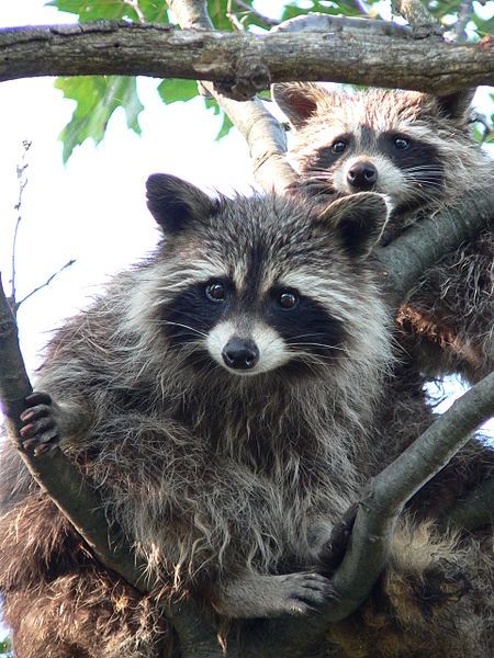 File:Treed Raccoons.jpg