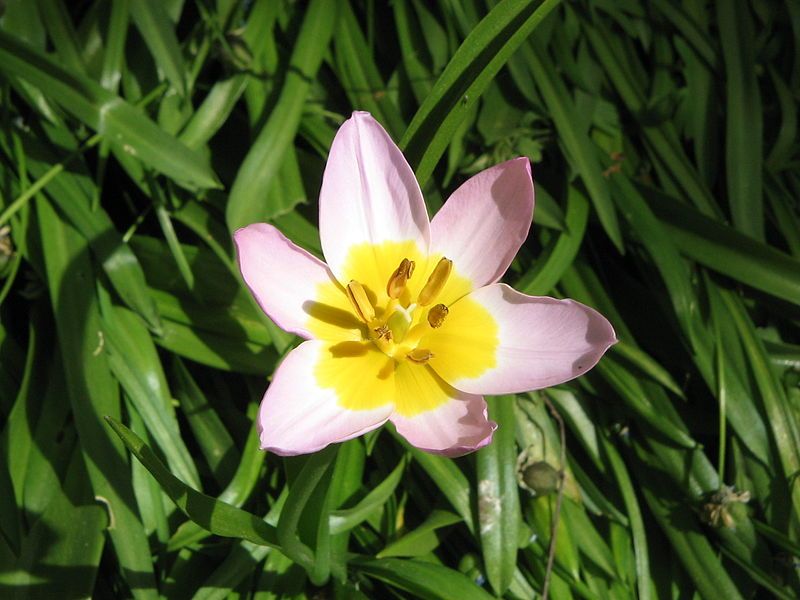 File:Tulipa bakeri003.jpg