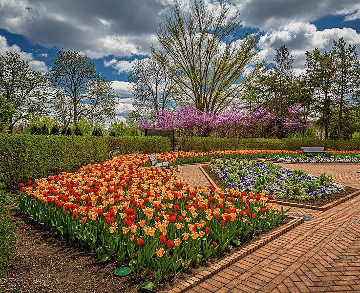 File:Tulips april 28.jpg