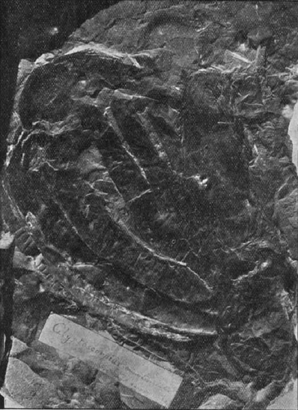 File:Vernonopterus minutisculptus fossil.png