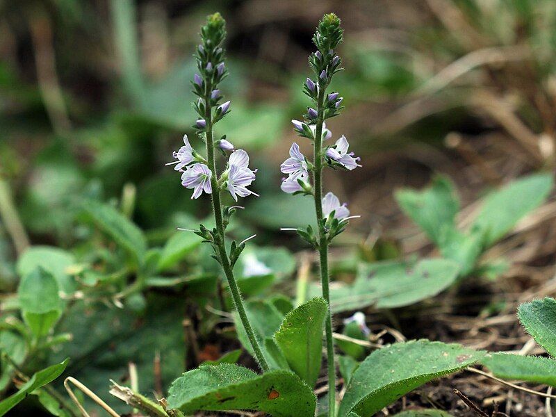 File:Veronica officinalis 5499177.jpg