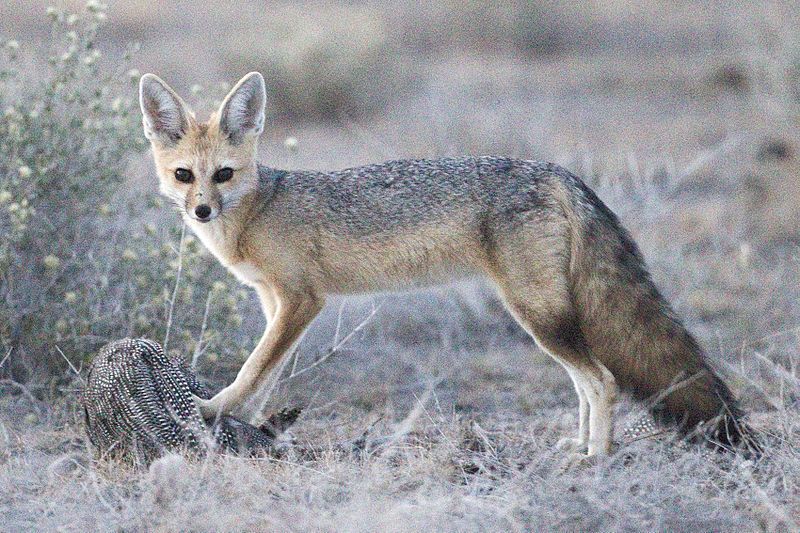 File:Vulpes chama (Etosha).jpg