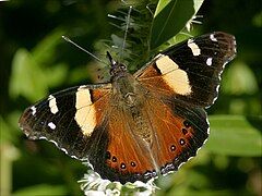 Vanessa itea, yellow admiral