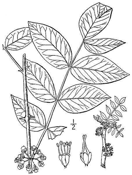 File:Zanthophylum americanum.jpg