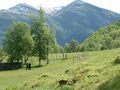 Wide and open meadows at Ytste Skotet