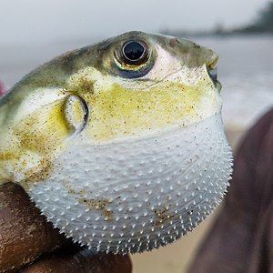 Fisherman handpicks a puffer from his day's catch before throwing it back to prevent poisoning. Tarkwa bay, Lagos