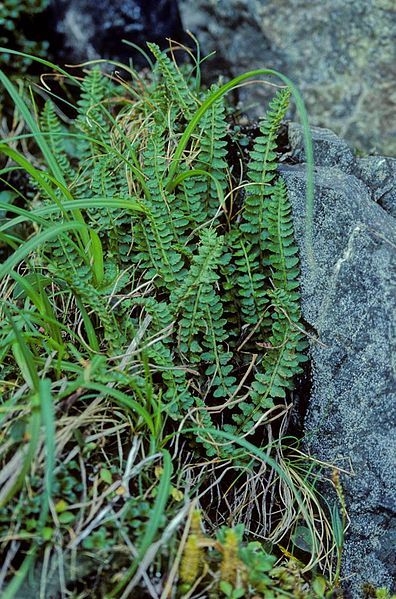 File:Aleutian Shield Fern.jpg