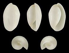 Aliculastrum cylindricum shell