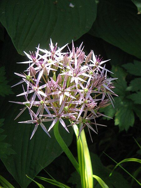 File:Allium cristophii04.jpg