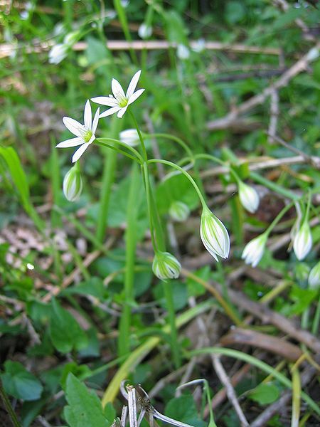 File:Allium pendulinum.jpg