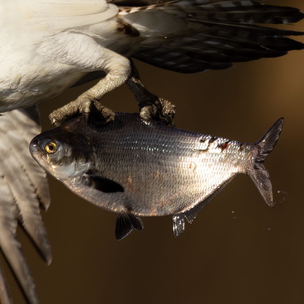 File:American Gizzard Shad.png