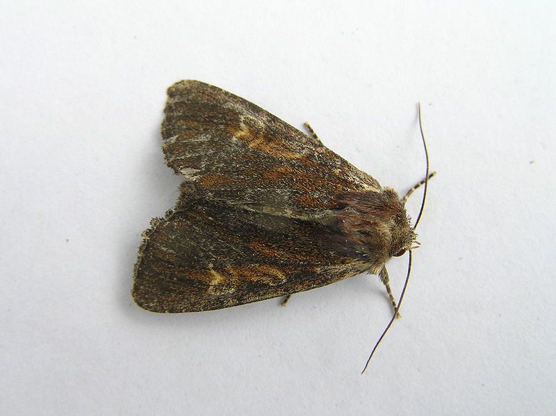 File:Apamea crenata FvL.jpg