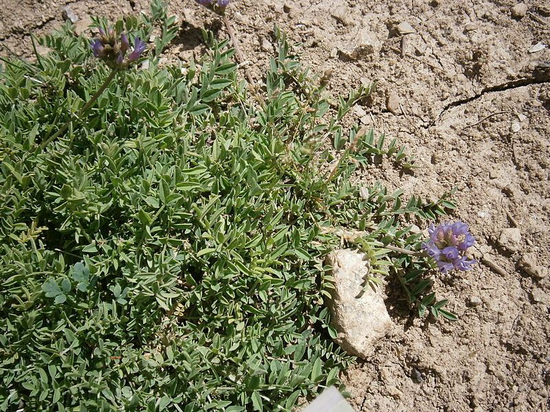 File:Astragalus leontinus 01.jpg