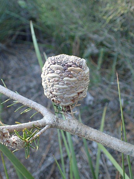 File:Banksia meisneri fruit.jpg