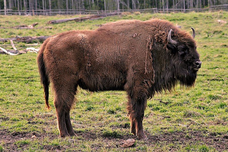 File:Bison bonasus Avesta.jpg