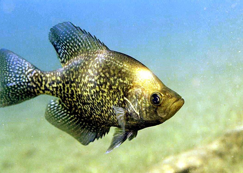 File:Black crappie fish.jpg