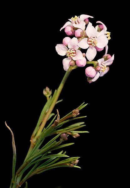 File:Boronia cymosa.jpg