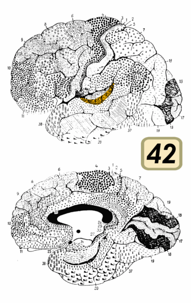 File:Brodmann Cytoarchitectonics 42.png