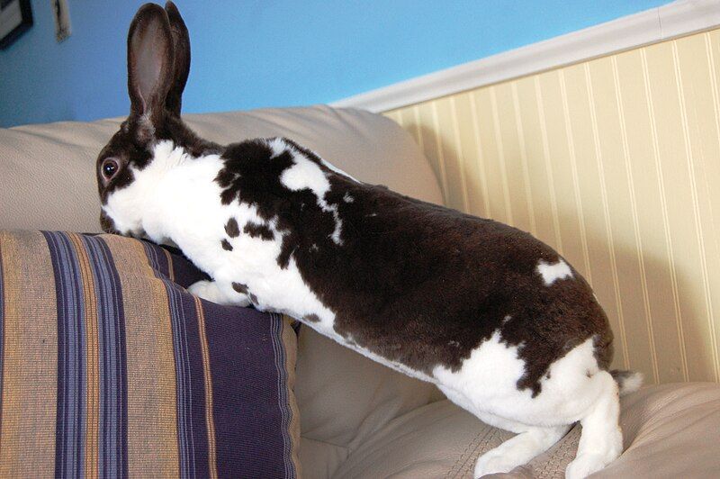 File:Broken Mini Rex.JPG