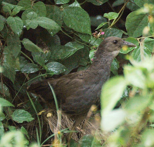 File:Bush-hen LaceysCk apr08.JPG